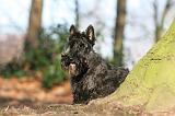 SCOTTISH TERRIER 058
